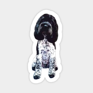 Cockapoo Cockerpoo Blue Roan Sticker